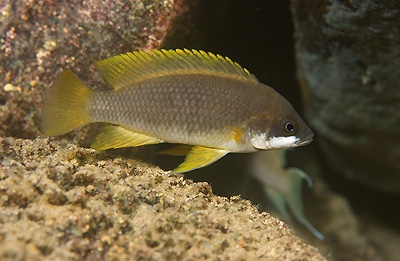 Neolamprologus mustax 'Cape Nangu'
